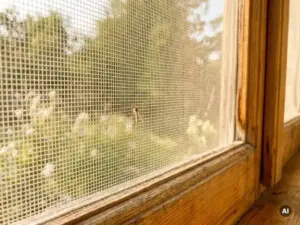 Moskito auf weißem Insektenschutzgitter in Holzrahmen, unscharfer Sommergarten im Hintergrund, warmes Tageslicht.